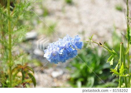 淡藍色的花朵 淡藍色的花朵 8158202
