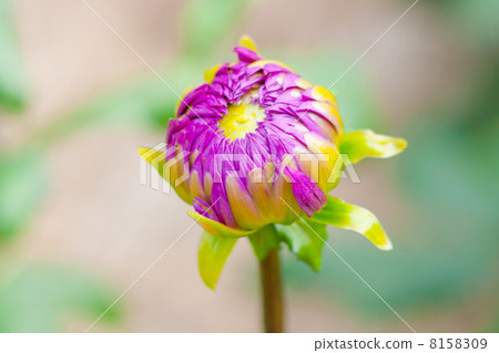 Dahlia 8158309
