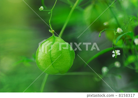 富森克魯茲 富森克魯茲 8158317