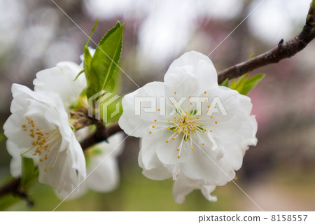 京都御苑桃園 京都御苑桃園 8158557