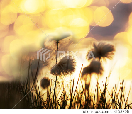 Polar flowers 8158706