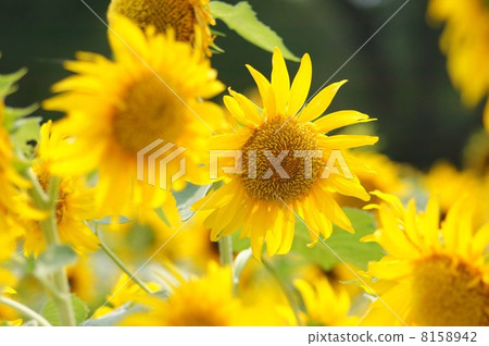 Sun Flower  8158942