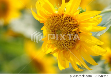 Sun Flower  8158943