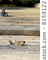 Sparrow 01 8159122