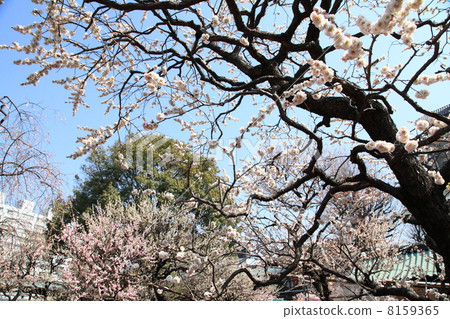 Yushima Tenjin plum Yushima Tenjin plum 8159365