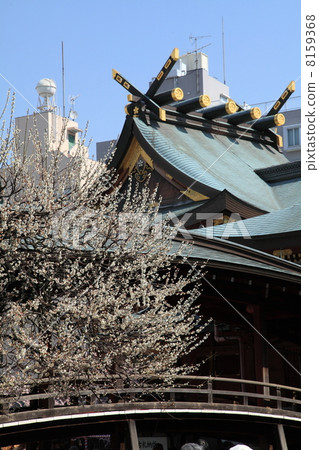 Yushima Tenjin plum Yushima Tenjin plum 8159368