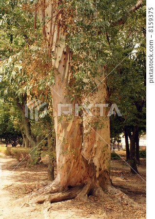 Eucalypti Eucalypti 8159375