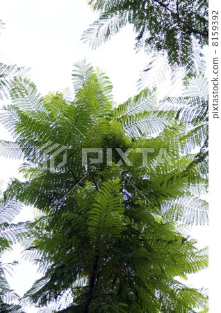 Cool Jacaranda leaves 8159392