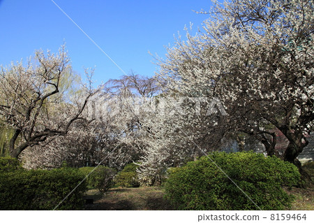 The plum garden of the National Museum 8159464