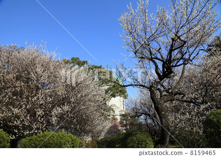 The plum garden of the National Museum 8159465