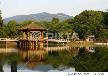 浮禦堂寺 奈良梅花鹿公園 奈良公園 8159483