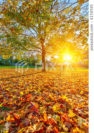 Sunny autumn foliage Sunny autumn foliage 8159595