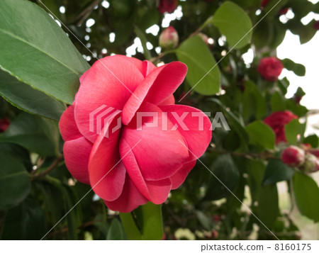 山茶花 山茶花 8160175