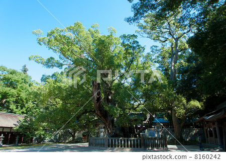 Osuni of Omiyasumi Shrine 8160242