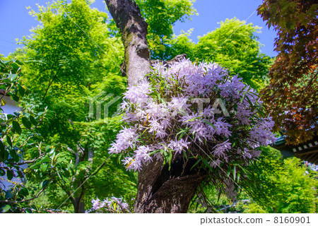 花寺Kurankoji鎌倉 花寺Kurankoji鎌倉 8160901