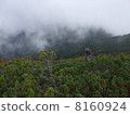 Forest overlooking Jinpu Mountain Forest Limit 8160924