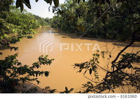 Amazonian river, the water brown with sediment, the rio Tiputini in Ecuador 8161060
