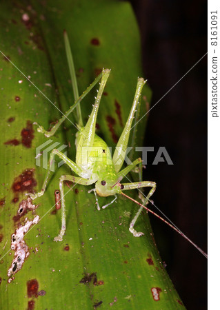 Female katydid with long ovopositor in the rainforest understory at night, Ecuador Female katydid with long ovopositor in the rainforest understory at night, Ecuador 8161091