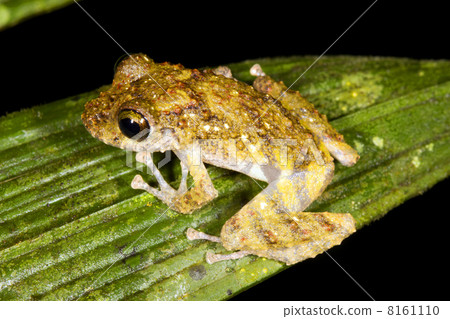 Rain Frog (Pristimantis sp) on a leaf in the rainforest understory, Ecuador Rain Frog (Pristimantis sp) on a leaf in the rainforest understory, Ecuador 8161110