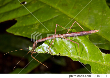 Stick insect on a leaf in the rainforest understory, Ecuador Stick insect on a leaf in the rainforest understory, Ecuador 8161111