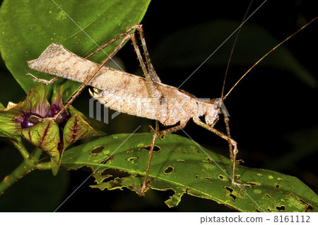 Brown bush-cricket in rainforest, Ecuador 8161112