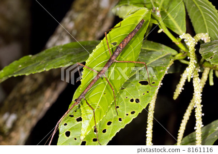 Stick insect on a leaf in the rainforest understory, Ecuador 8161116