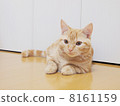 Munchkin 8161159