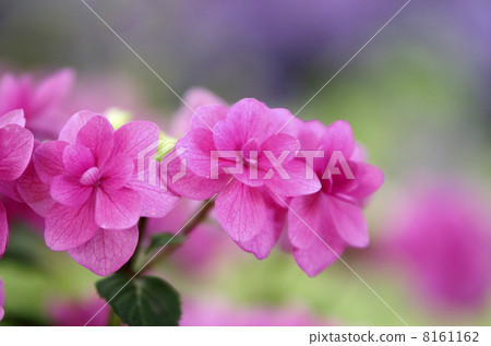 Hydrangea 'Komachi' Hydrangea 'Komachi' 8161162