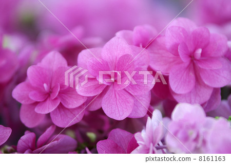 繡球花'小町' 繡球花'小町' 8161163