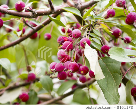 Branch of a wild apple-tree in september 8161178