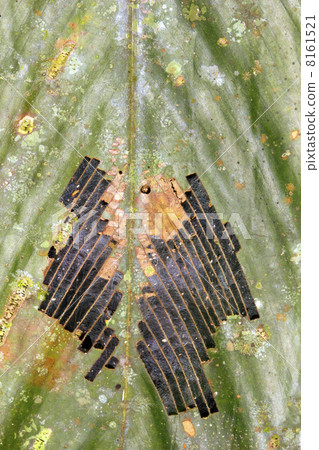 Rainforest leaf with a pattern of holes produced by a defoliating insect 8161521
