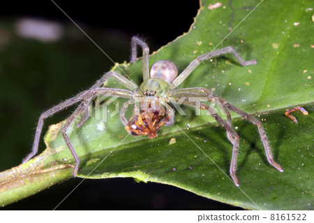 Spider eating another spider in the rainforest, Ecuador 8161522