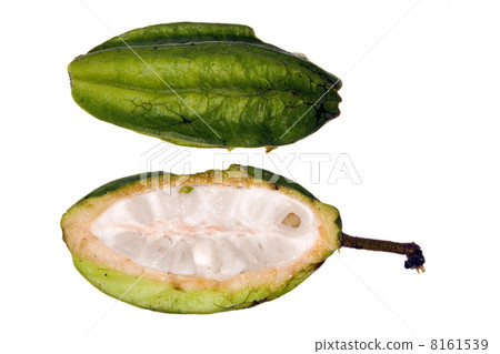 Pod of a wild cocoa species from the Amazon Pod of a wild cocoa species from the Amazon 8161539