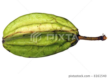Pod of a wild cocoa species from the Amazon Pod of a wild cocoa species from the Amazon 8161540