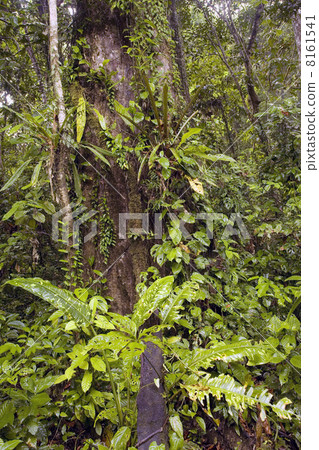 Interior of tropical rainforest in Ecuador 8161541