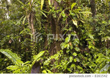 Interior of tropical rainforest in Ecuador Interior of tropical rainforest in Ecuador 8161542