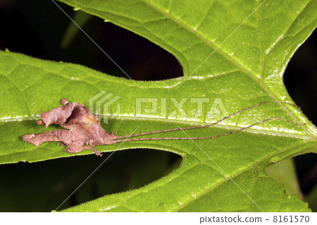 Leaf mimic katydid on a green leaf in rainforest, Ecuador 8161570