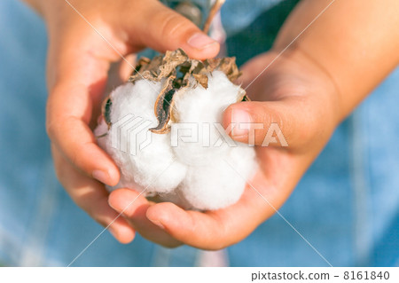 Child with cotton fruit 8161840