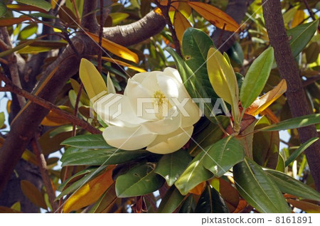 Taisanboku大白花 Taisanboku大白花 8161891