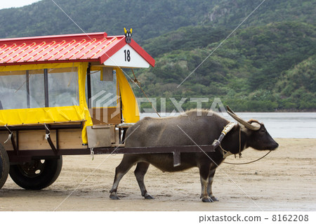 Yufu海島水牛車 8162208