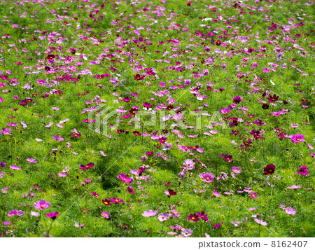  宇宙領域 8162407