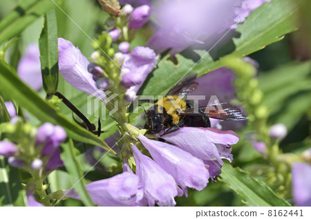 Hanatraneo and Kimunekiba (female) Hanatraneo and Kimunekiba (female) 8162441