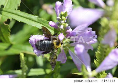 Hanatraneo and Kimunekiba (female) 8162443