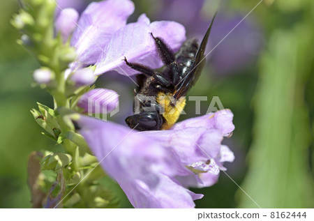 Hanatraneo and Kimunekiba (female) Hanatraneo and Kimunekiba (female) 8162444