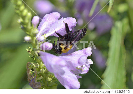 Hanatraneo and Kimunekiba (female) Hanatraneo and Kimunekiba (female) 8162445