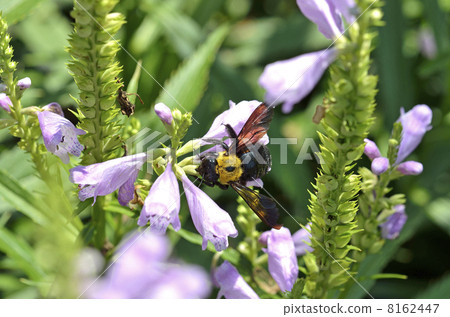 Hanatraneo and Kimunekiba (female) Hanatraneo and Kimunekiba (female) 8162447