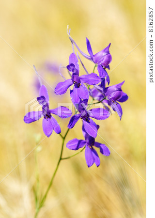 blue flower on  wheat field  background 8162857