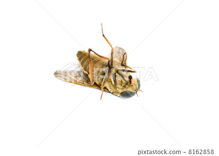 Dead horsefly isolated on white background 8162858