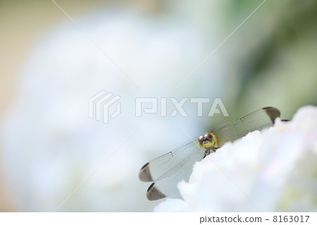 Noshimetonbo 8163017