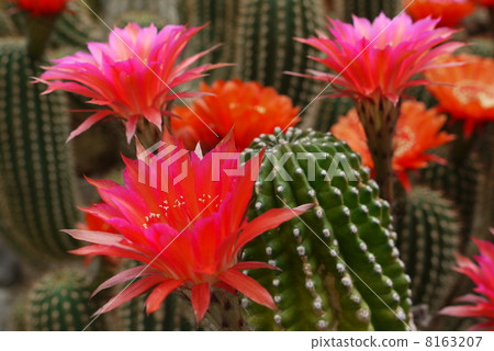 Cactus 'Gloss Ball' 8163207